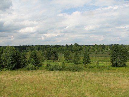 Puszcza Biaowieska